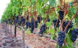 About Turkish Wines