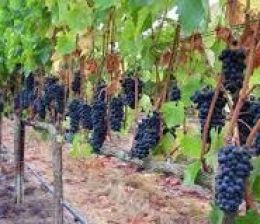 About Turkish Wines (1)